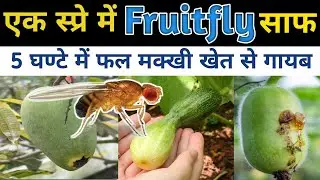 Fruit fly control l एक स्प्रे में फ्रूट फ्लाई साफ l Best Insecticide for fruit fly