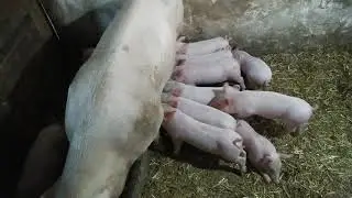 5 hetis malacok 3. Kavill&oacute;: 2019.03.17.