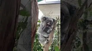 The LAZIEST Animal In The World #python #sloth #koala #wildlife #wildnature #lazy