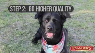 How to Help your Overweight Pet