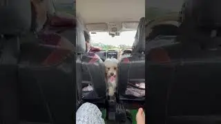 #cute #dog #happy #family #together #like #shortvideo #india #northeastindia #travel #cutedog #life