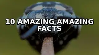 10 Amazing Facts About Fascinating tales from the microscopic realm
