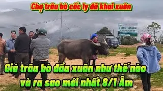 Chợ tr&acirc;u b&ograve; cốc ly đ&atilde; khai xu&acirc;n v&agrave; sau tết 30 gi&aacute; tr&acirc;u b&ograve; như thế n&agrave;o v&agrave; ra sao mới nhất 