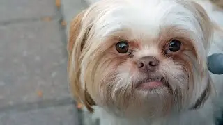 Title Famous Shih Tzu Characters A Lovable Presence in Movies and Media