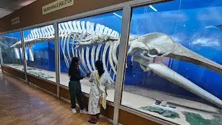 Regional Museum of Natural History | Bhubaneswar