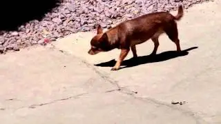Dulce una mascota feliz