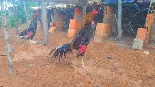 Galo combatente de alto padrão