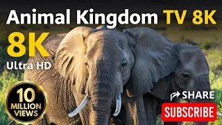 Elephants | Real Elephant Life in the Wild | Animal Kingdom TV 8K.👉 elephants-animal-kingdom-tv-8k..