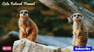 Beautiful Animal | Cute | Bird | Monkey | leopard | Wildlife | Animal Lover | Cute Natural Moment