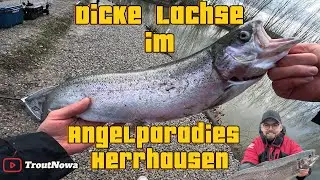 Dicke Lachse im Angelparadies Herrhausen - Forellenangeln - UL-Fishing