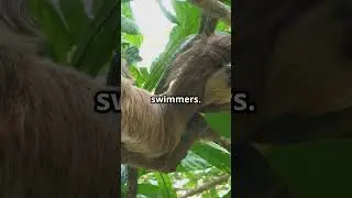 Sloth Secrets - Nature's Slowest Marvel!  #facts #animallife #animals