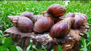 Explication de la mortalit&eacute; des escargots | Causes de la mort subite des escargots et comment l'e...