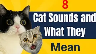 8 Cat Sounds and What They Mean #BlackCatFacts #CatMyths #CatPsychology