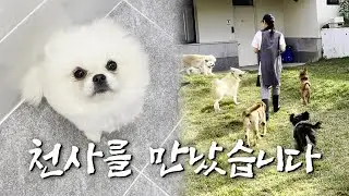 버려진 강아지들, 도움의 손길이 필요한 유기견 봉사활동ㅣ부부 브이로그•반려마루🐕️