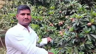 4 #acre #mango #garden #for #sale 70L #farmland #home #realestate #automobile #telangana 9640041044