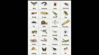 Useful Insect Names...🐛🪳🕷🦗🪲🐝🐜