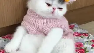 9GAG CUTE Every Monday Morning