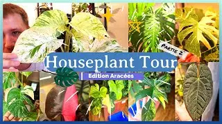 Houseplant Tour Partie 2 | Édition Aracées | 30+ Plantes Uniques! | Philos, Monsteras, Anthuriums...