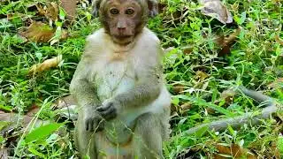 Bad Day Sweet Pea Big Male Warning Cry Loudly, Monkey Recorder PT1217