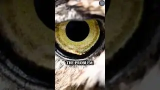 You Won&rsquo;t Believe This Owl&rsquo;s Stealth Skills 😳🦉