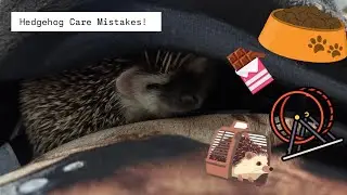 The Do&rsquo;s and Don&rsquo;t&rsquo;s Of Hedgehog Care 🦔 