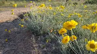 Wild flowers in Zanjero park |  Huong Harmon