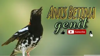 pancingan Anis kembang betina memanggil jantan || terapi Anis kembang agar gacor