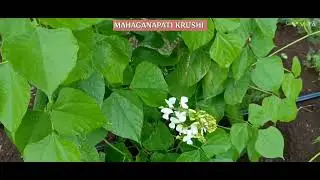 Use this intercrop pattern to increase income in agriculture. Best intercrop system.