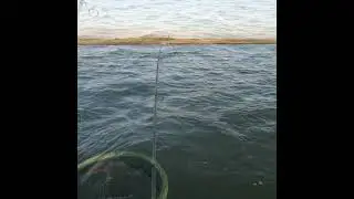 LOOK'S LIKE EARLY LIMIT ON REDS ! 11/15/24 #kayak_saltwater_fishing