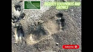 Is BIGFOOT the Most ELUSIVE Creature in the Forest?