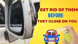 How To Get Rid Of Ants In Your Car? Super Easy Proven Methods