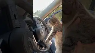 Working on my drivers purrmit 😺🚘