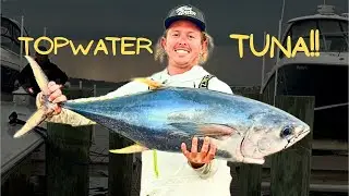Yellowfin tuna on topwater POPPERS!! Hudson canyon offshore fishing