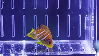 Biota Captive-Bred Regal Angelfish