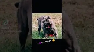 cane corso georgia 😈🤣