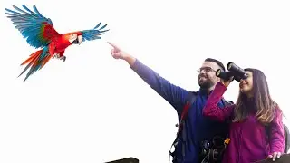 Scarlet Macaw Flying with Open Wings طوطی خانکی