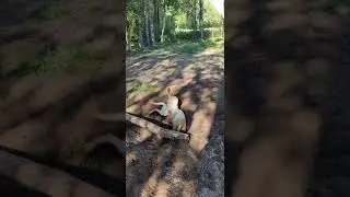 Dog is in a hole playing with a log!