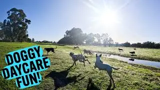 How Much FUN Can Dogs Have at Doggy Daycare 🐶Join the Excitement ❤️