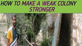 How to make your weak box stronger /weak colony into strong colony easy way if you have more boxes.