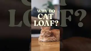 Why do cats loaf #cats #catlover #cat @TheFelineEmpire