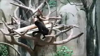 Cute and adorable Gibbons Playing
