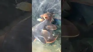 Ash pseudo legendary pokemon team