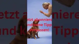 Ern&auml;hrung #3 🍽️🐕 Die perfekte Futtermenge f&uuml;r deinen Hund &ndash; So vermeidest du &Uuml;bergewicht! ⚖️💡 #hund