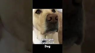 Look What This Allergen Detection Dog Can Do! 👀