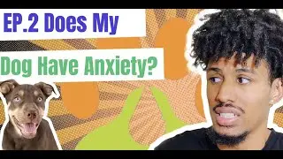 What Are Signs Of Anxiety In Your Dog?