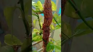 Money plant tips 🌿#trending #tips #viral #plants #youtubeshorts