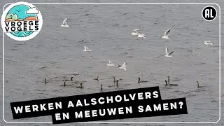 Meeuwen en aalscholvers jagen samen | Zelf Geschoten | Vroege Vogels