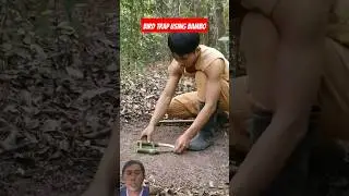 DIY Bird Trap Easy Building #birdtrap #outdoors #trapping #hunting #survival