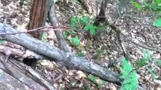 Basic tracking small game signs