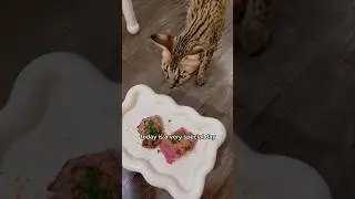 вероятно, худший стейк в жизни Кики